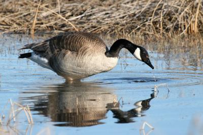 Canada Goose Wading
