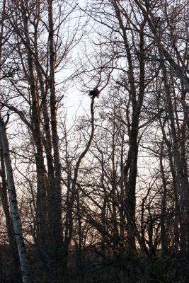 Owl Nest at Dusk
