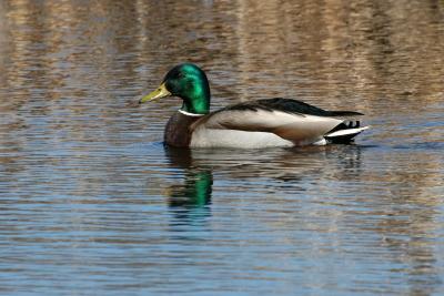 Mallard Drake