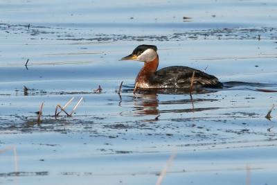 Red-Necked Grebe 6