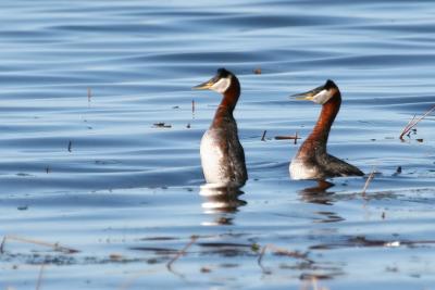 Courting Grebes