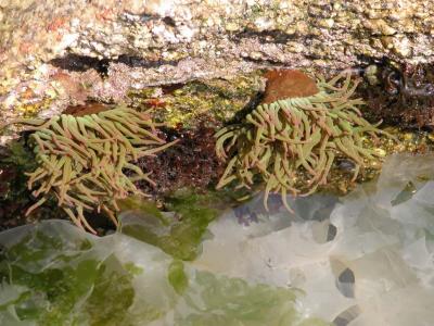 Sea anemones in the tide pool