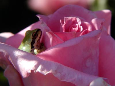 u13/bruce_miller/medium/21799111.Rosefrog.jpg