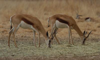 Springbok Symetry