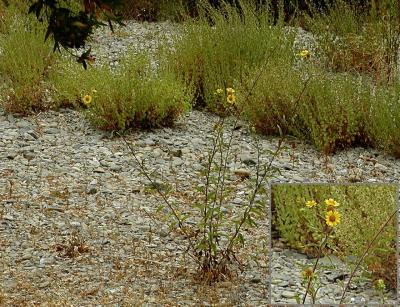 Rosin weed flowers