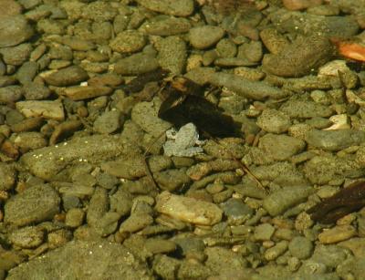One of a couple of frogs in the pond