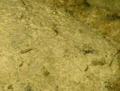 Lots of fish in the pond