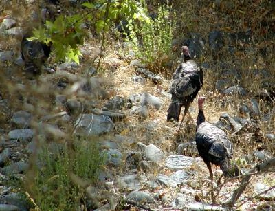 A bunch of wild turkeys in the dry creek bed