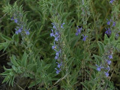 There were fields of these blue wildflowers blooming.
