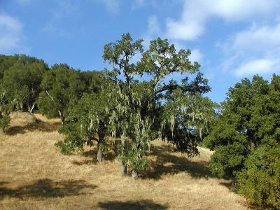 Mossy oaks