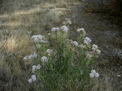 More wildflowers
