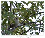 Sparrow belting out a song