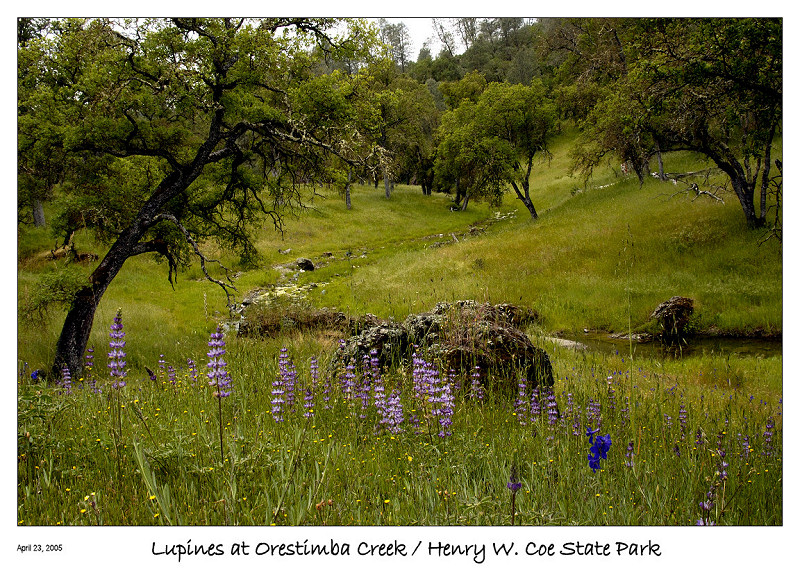 Lupine at Henry Coe State Park