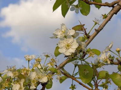 Blooming limb