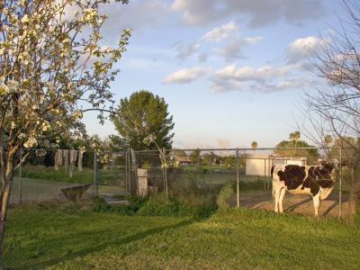 Looking northeast (cow looking southwest)