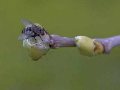Hey fly, this buds for you