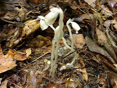 Monotropa uniflora (Indian Pipes)