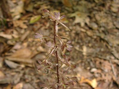 Tipularia discolor (Crane-Fly Orchid)