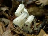 Monotrapa uniflora (Indian Pipes)