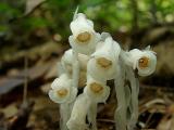 Monotropa uniflora (Indian Pipes)