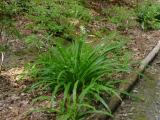 Pleea tenuifolia