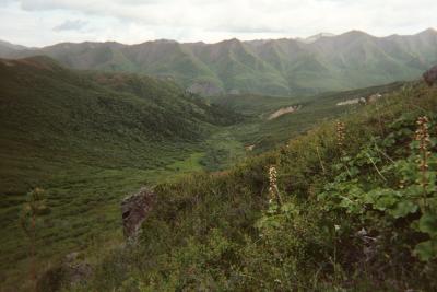 Trail up