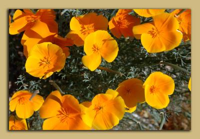 April 1- mexican poppies