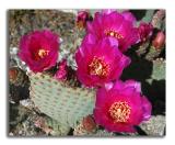 April 1- cactus flowers
