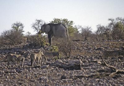 Etosha 1