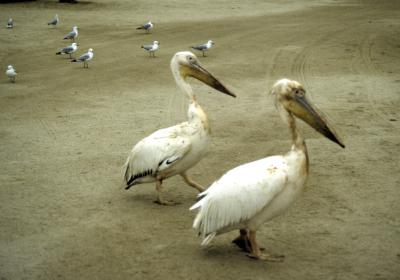 pelicans 2