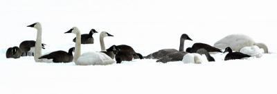 The Flock
