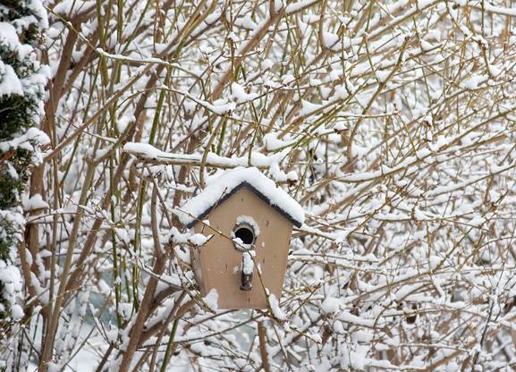 Snowy Habitat