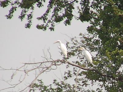 Im not use to seeing shore birds perching in trees.