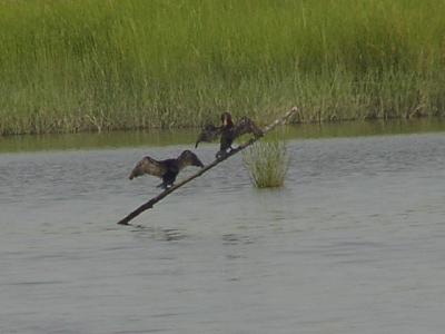 A pair of Cormorants showing off.