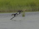 A pair of Cormorants showing off.