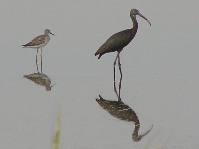 A Young Glossy Ibis?