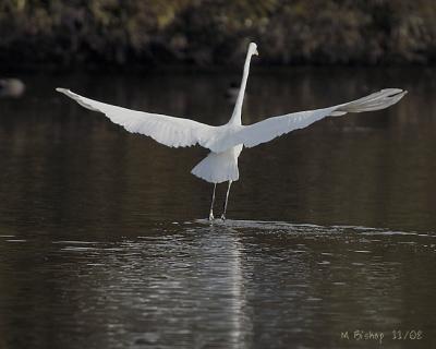 u13/canyonlu/medium/6986084.egretwings.jpg