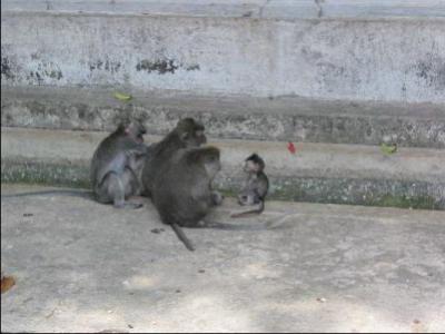Residents of the Monkey Forrest