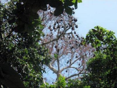 Tree of Fruit Bats