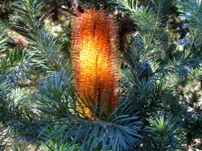 Australian Banksia