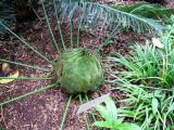 Tree Fern Unfurling