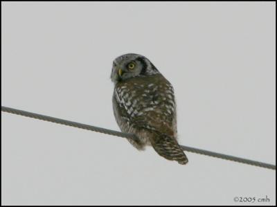 Northern Hawk Owl 1400.jpg