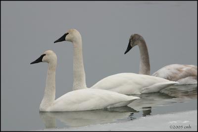 Trumpeter Swan family 1232.jpg