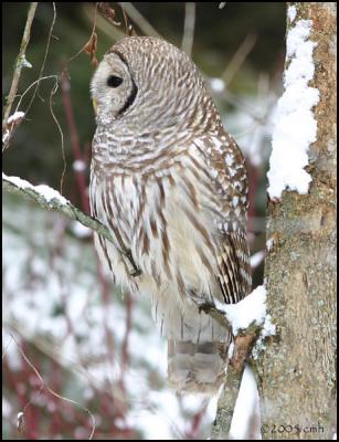 Barred Owl profile 1015.jpg