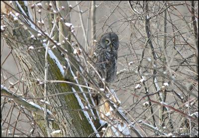 Great Gray Owl 1107.jpg