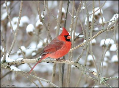 u13/carolmhorner/medium/38644052.NorthernCardinalmale1044.jpg