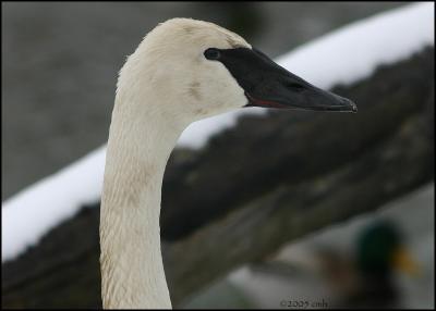 Trumpeter Swan adult profile 1162.jpg