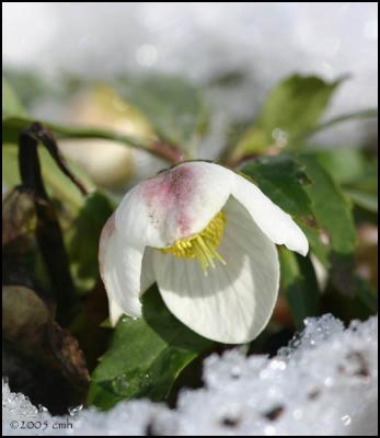 Christmas Rose 3834.jpg