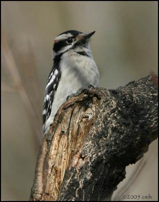 Downy Woodpecker male 3996.jpg