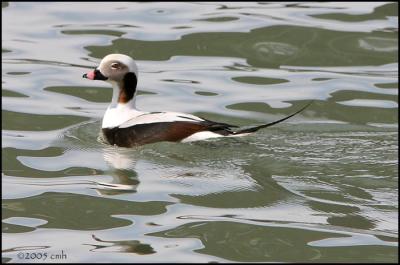 Long-tailed Duck drake 3734.jpg